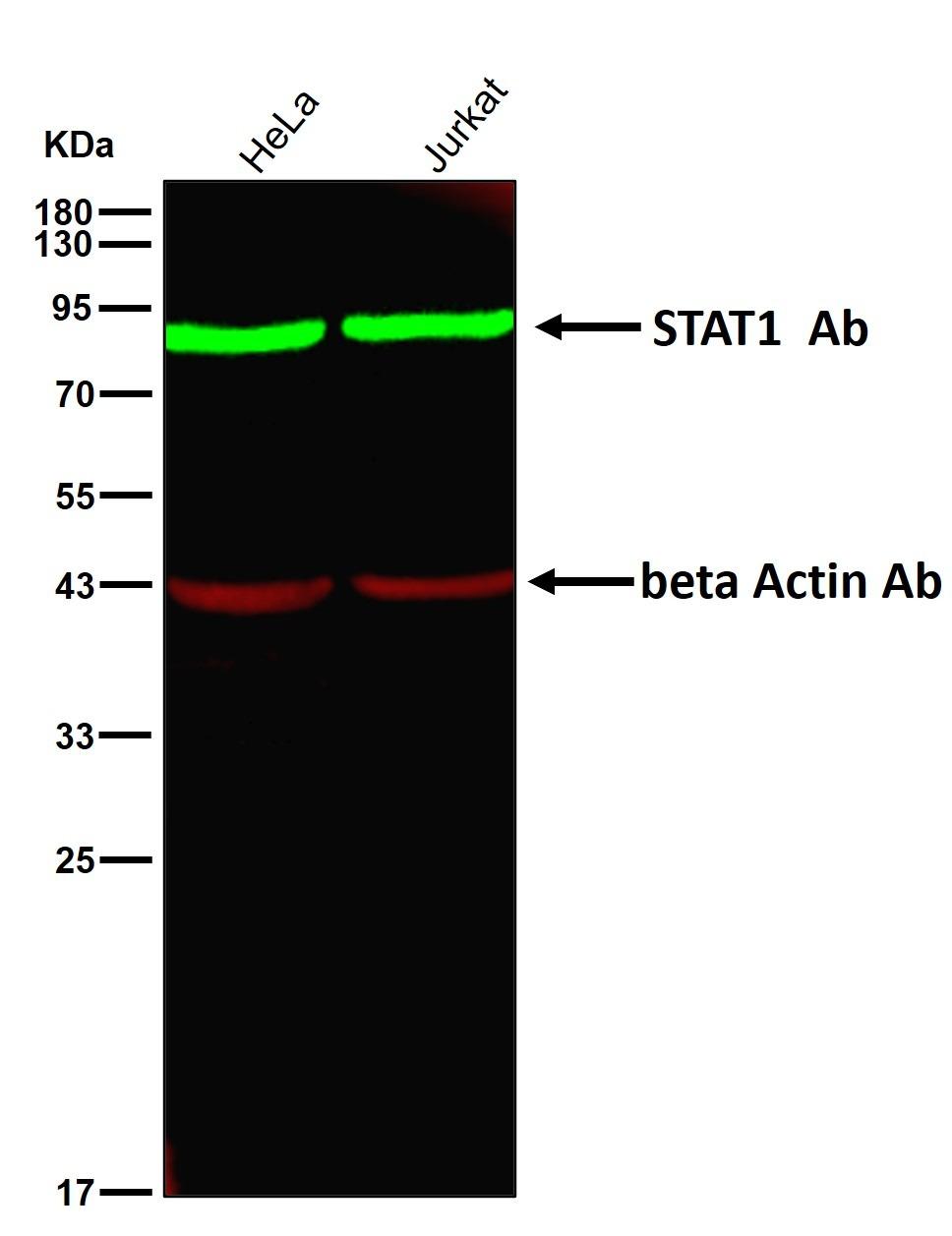 Anti-STAT1 Antibody (1H714)