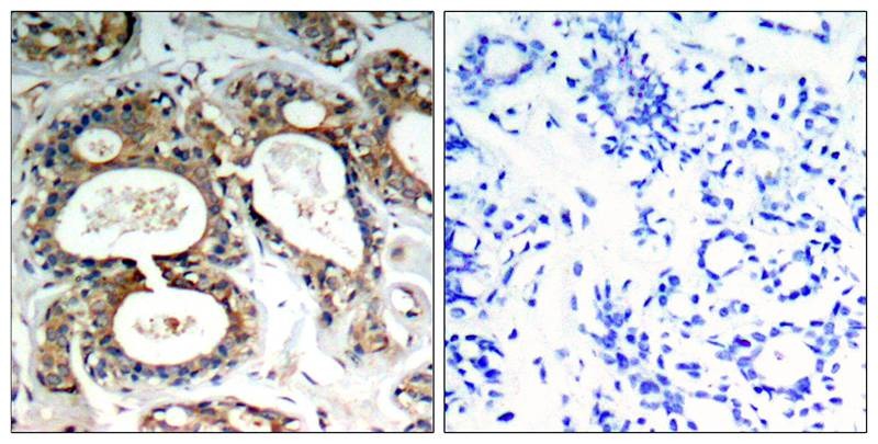 Anti-Phospho-PTPN11 (Tyr542) Polyclonal Antibody 2