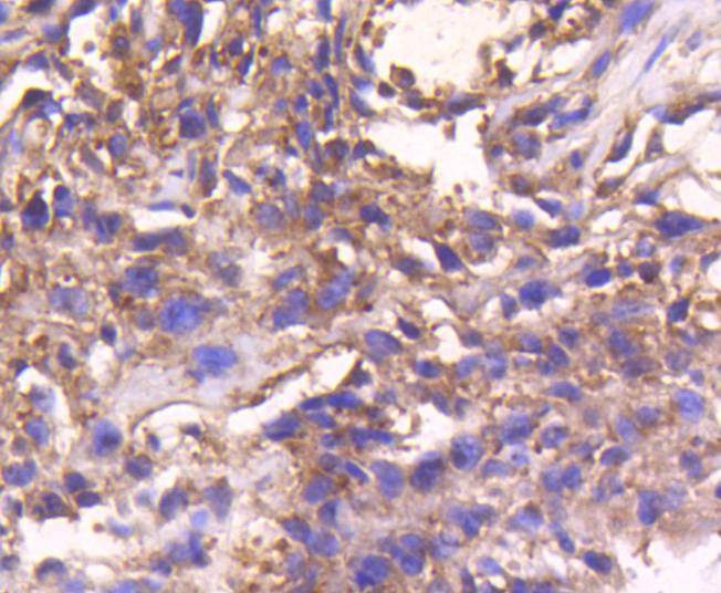 Anti-STAT3 Antibody (7C950)