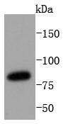 Anti-STAT3 Antibody (7C950)
