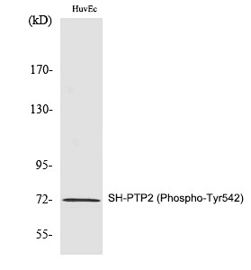 Anti-Phospho-PTPN11 (Tyr542) Polyclonal Antibody