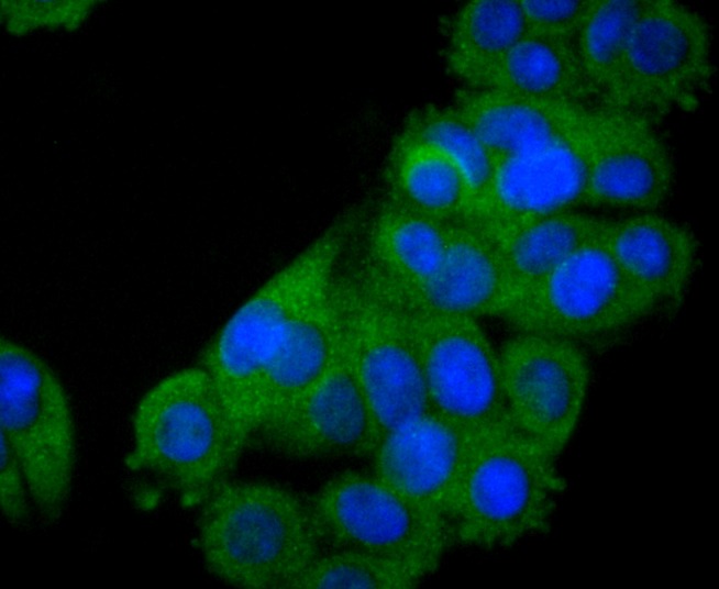 Anti-STAT2 Antibody (3V841)