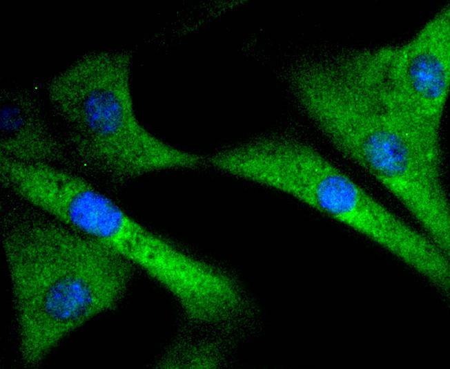 Anti-SIRT1 Antibody (1R605)
