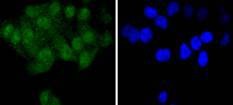 Anti-PTPN11 Antibody (1T267)