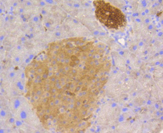 Anti-STAT3 Antibody (1Y299)