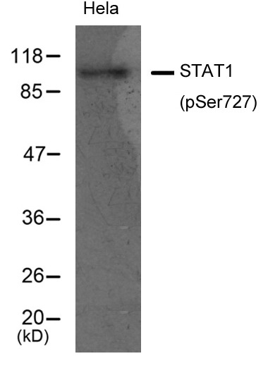 Anti-Phospho-STAT1 (Ser727) Polyclonal Antibody