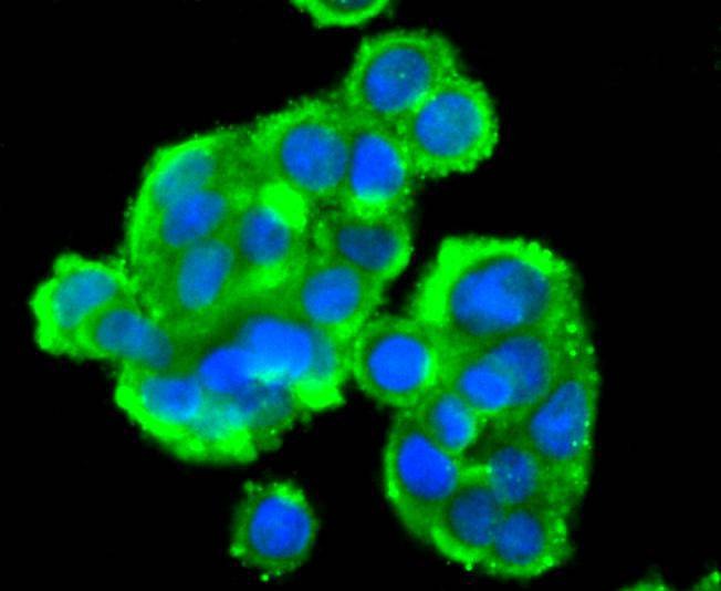 Anti-STAT4 Antibody (9R238)
