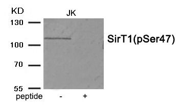 Anti-Phospho-SIRT1 (Ser47) Polyclonal Antibody 2