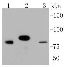 Anti-STAT3 Antibody (1Y299)
