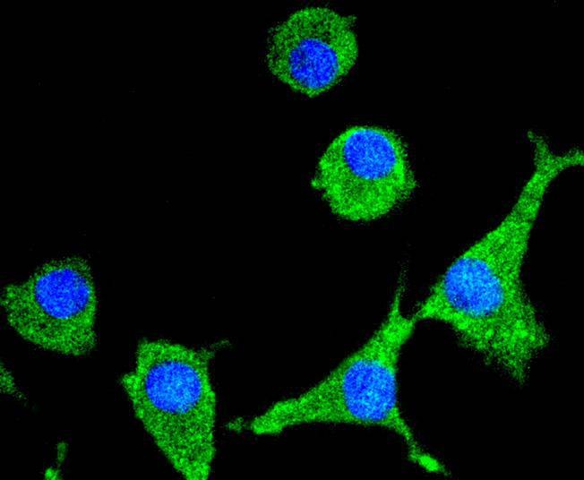 Anti-SIRT1 Antibody (1R605)