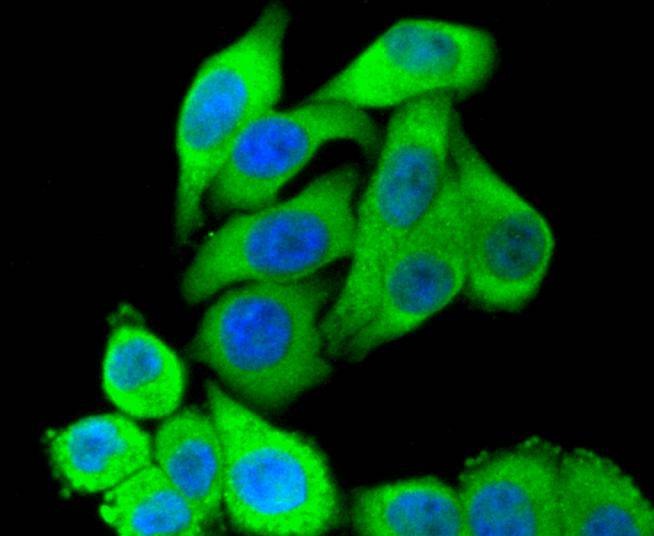 Anti-STAT3 Antibody (7C950)