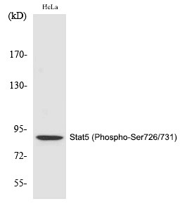 Anti-Phospho-STAT5A (Ser726, 731) Polyclonal Antibody
