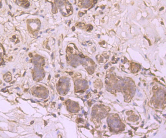 Anti-SRC-1 Antibody (5K128)