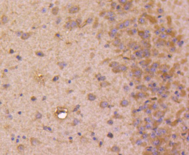 Anti-STAT3 Antibody (7C950)