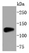 Anti-SIRT1 Antibody (1R605)