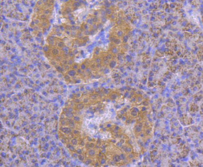 Anti-STAT4 Antibody (9R238)