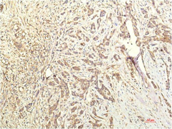 Anti-STAT1 Antibody (6Q259)