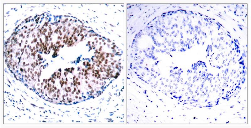 Anti-Phospho-STAT5A (Ser780) Polyclonal Antibody