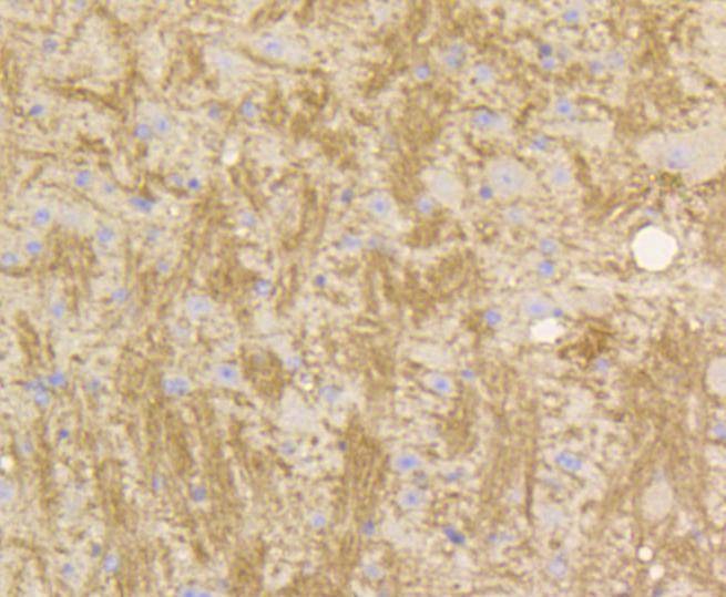 Anti-STAT3 Antibody (1Y299)