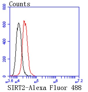 Anti-SIRT2 Antibody (2G702)