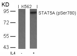 Anti-Phospho-STAT5A (Ser780) Polyclonal Antibody