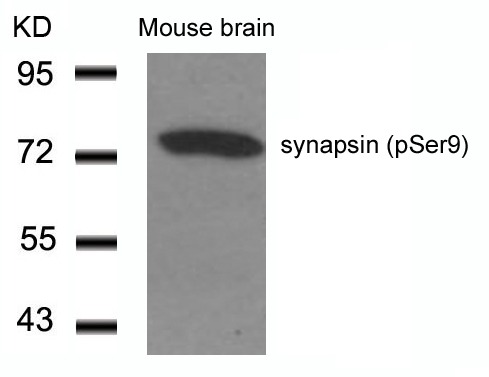 Anti-Phospho-Synapsin-1 (Ser9) Polyclonal Antibody