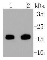 Anti-Survivin Antibody (2N702)
