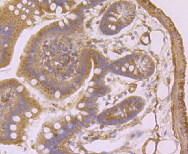 Anti-SDC1 Antibody (3T311)