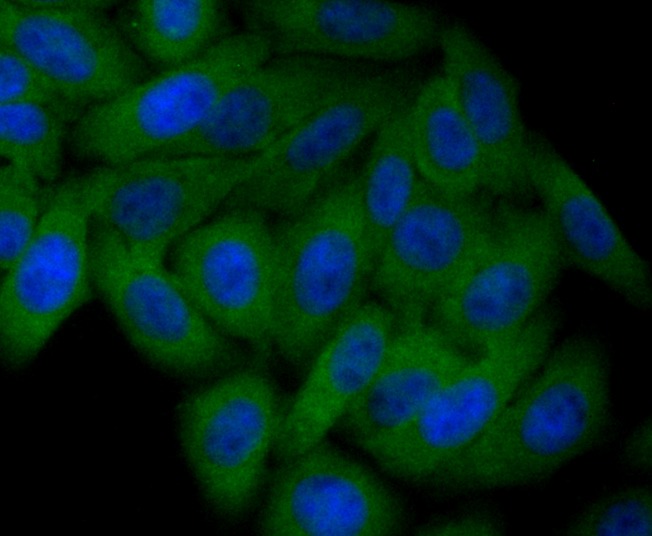 Anti-Staufen Antibody (9G746)