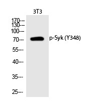 Anti-Phospho-Syk (Tyr348) Polyclonal Antibody