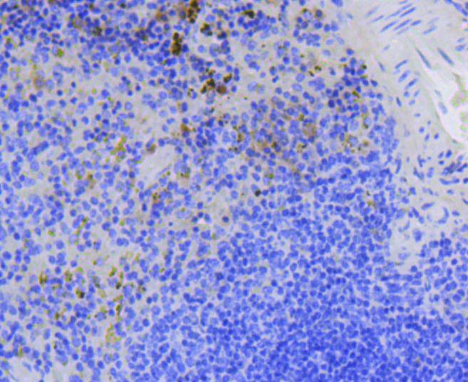 Anti-Survivin Antibody (2N702)