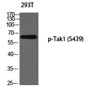 Anti-Phospho-TAK1 (Ser439) Polyclonal Antibody