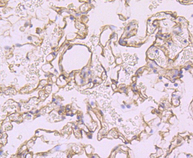 Anti-SDC1 Antibody (3T311)