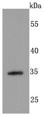 Anti-SDC1 Antibody (3T311)