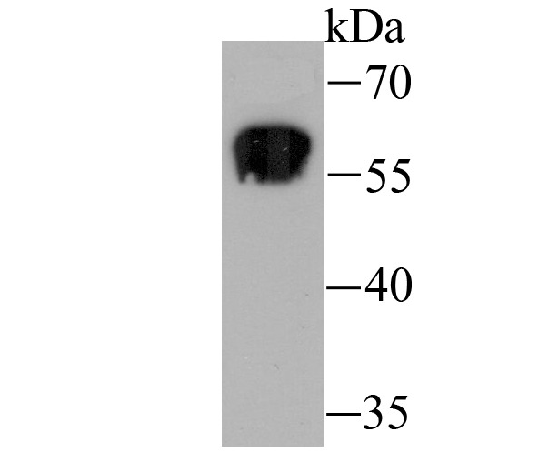 Anti-Staufen Antibody (9G746)