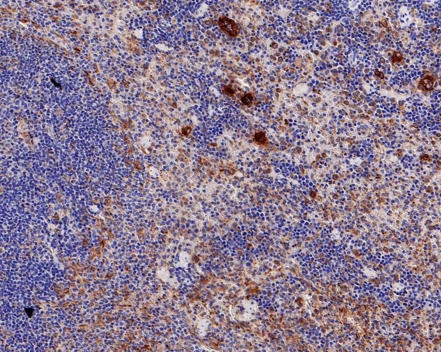 Anti-TGF beta 1 Antibody (3J953)