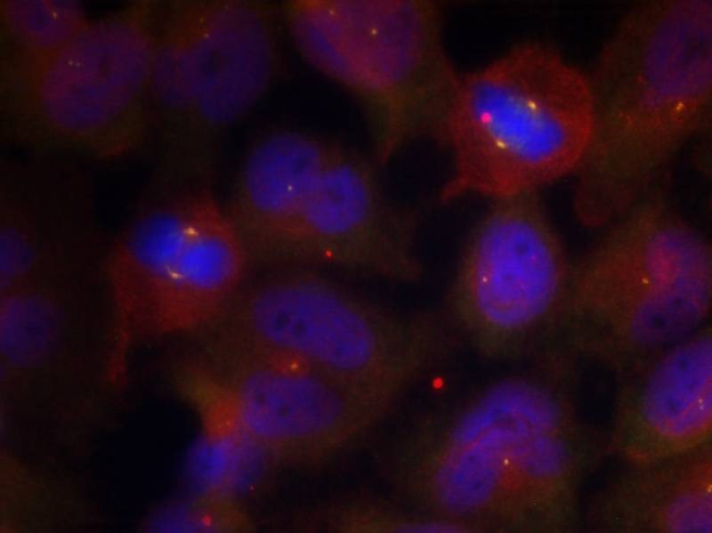 Anti-Phospho-Synaptotagmin-1/2 (Thr202, 199) Polyclonal Antibody