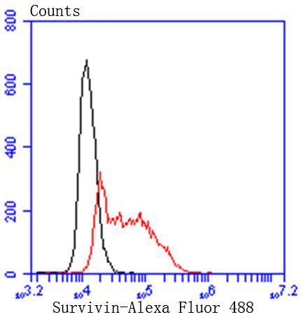 Anti-Survivin Antibody (3J595)