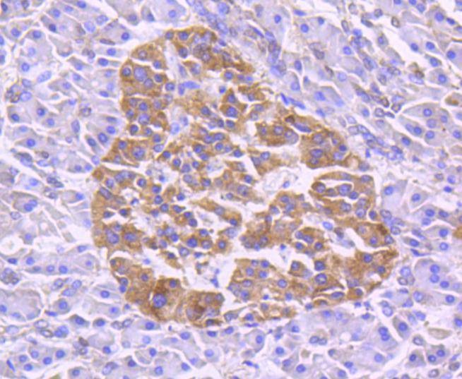 Anti-TRAF2 Antibody (6B229)