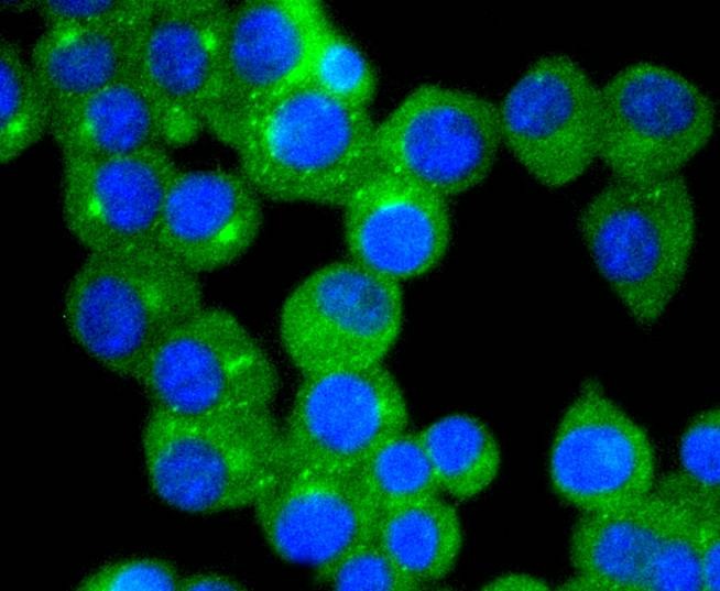 Anti-TrkA Antibody (8K93)