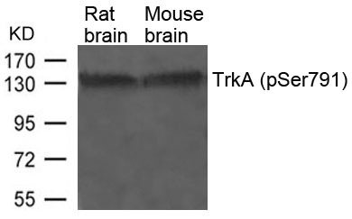Anti-Phospho-TrkA (Ser791) Polyclonal Antibody