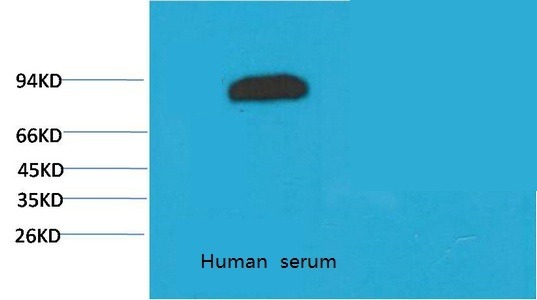 Anti-Transferrin Antibody (2K968)