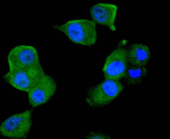 Anti-TRAF2 Antibody (6B229)