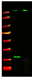 Anti-Phospho-Tuberin (Ser981) Polyclonal Antibody