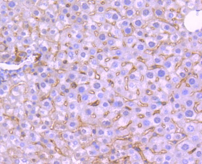 Anti-TrkA Antibody (8K93)