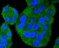 Anti-TRAF2 Antibody (6B229)