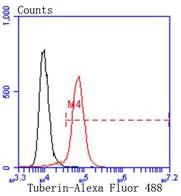 Anti-Tuberin Antibody (9I375)