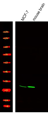 Anti-Phospho-TPPP (Ser18) Polyclonal Antibody