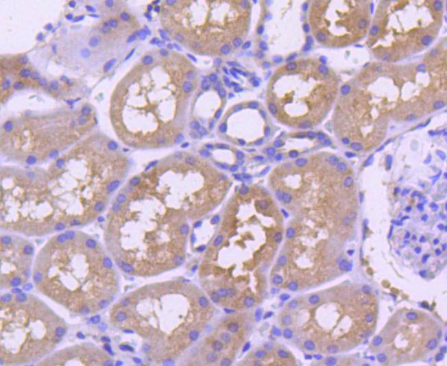 Anti-TRAF2 Antibody (6B229)