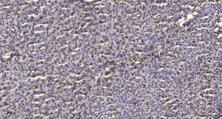 Anti-Phospho-TRIM28 (Ser824) Polyclonal Antibody